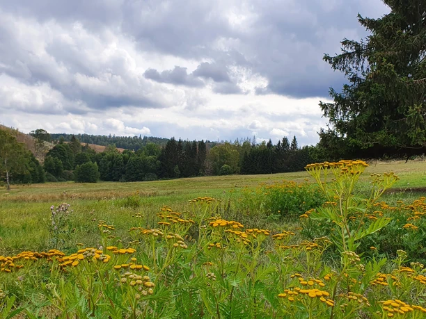 Blick über die Wiesen im Dammbachtal