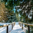 Winterliche Natur um Braunlage