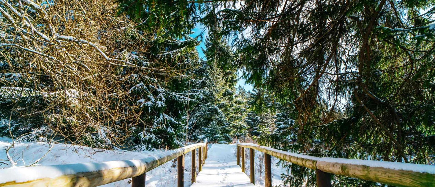 Winterliche Natur um Braunlage