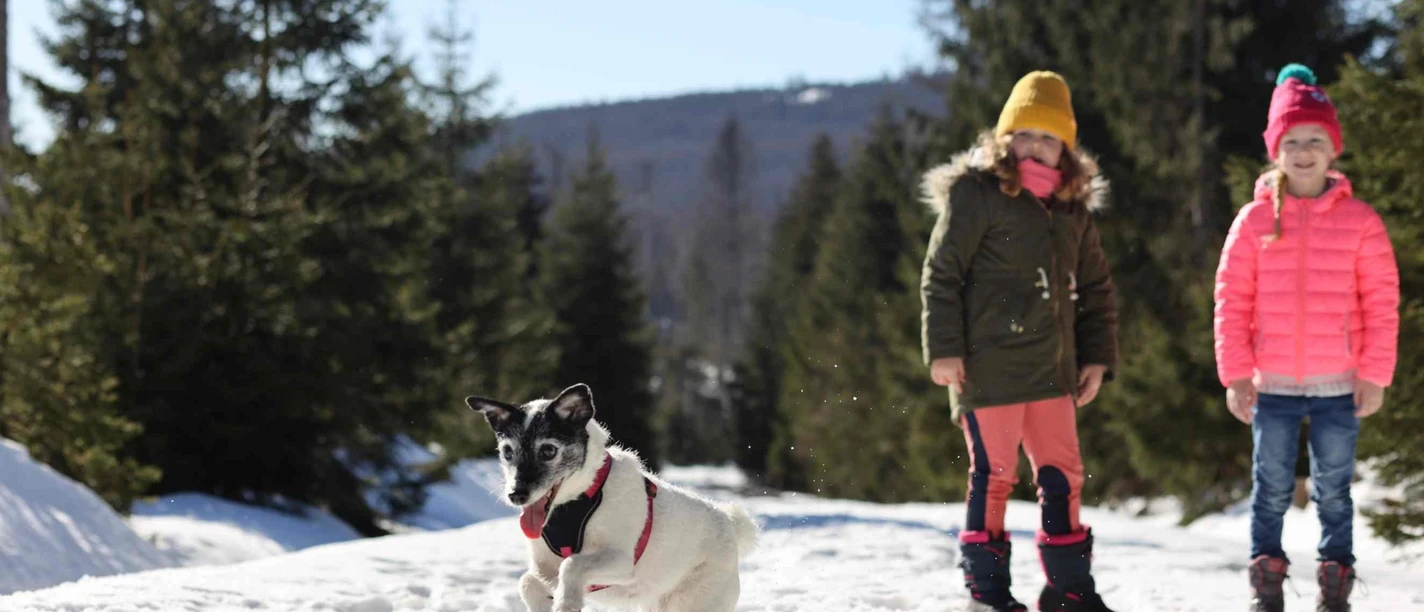 Winter im Oberharz mit Hund