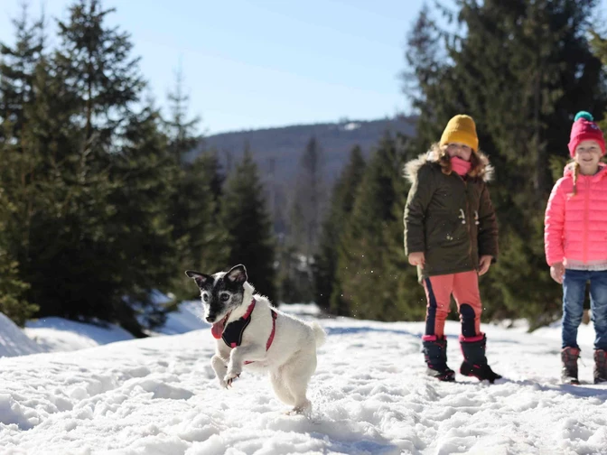 Winter im Oberharz mit Hund