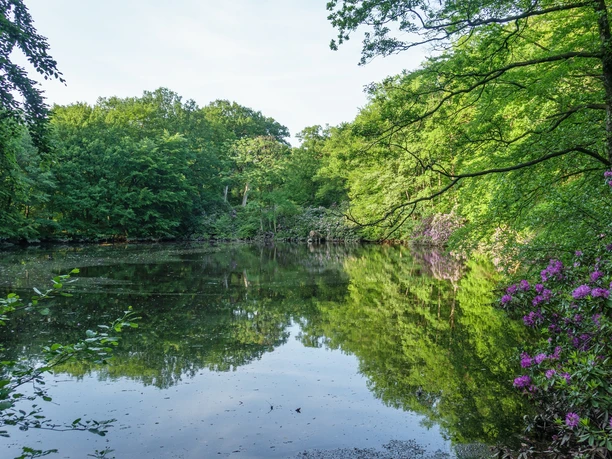 Ellernteich im Schlosspark