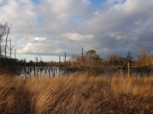 Wiedervernässung des Fintlandsmoores am Junkersdamm