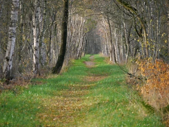 Neuer Fußweg am Dänikhorster Moor