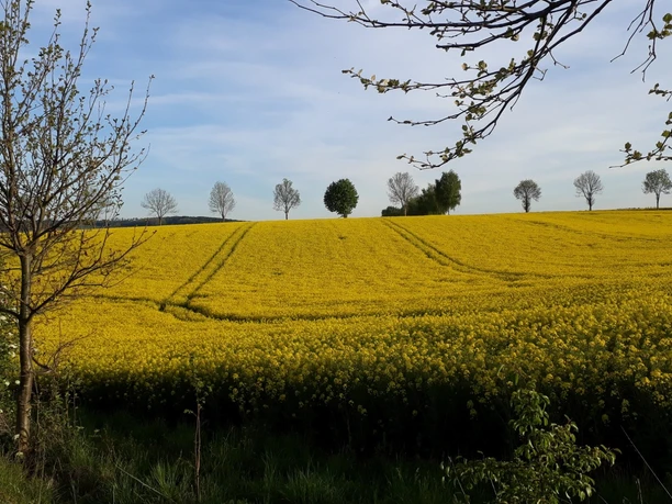 Rapsfeld um Bad Gandersheim