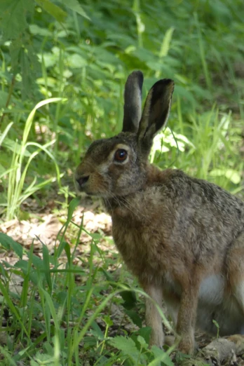 Tierische Begegnung im Ahlenmoor