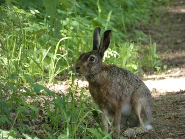 Tierische Begegnung im Ahlenmoor