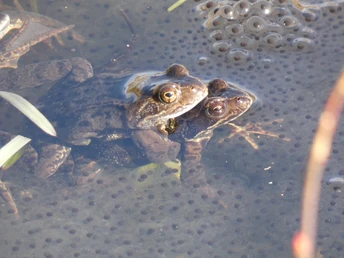 Gesucht und Gefunden im Ahlenmoor