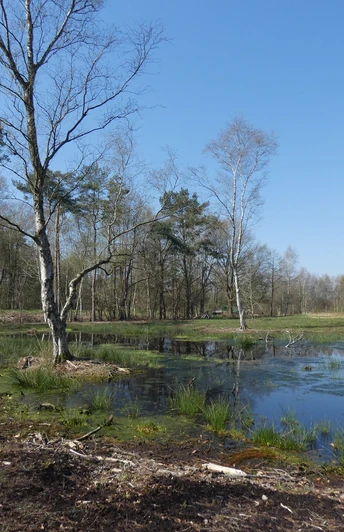 Landschaft im Ahlenmoor