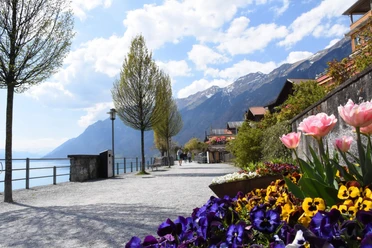 Seepromenade von Brienz mit Blumen