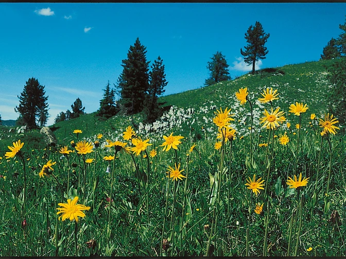 Über den Höreliweg