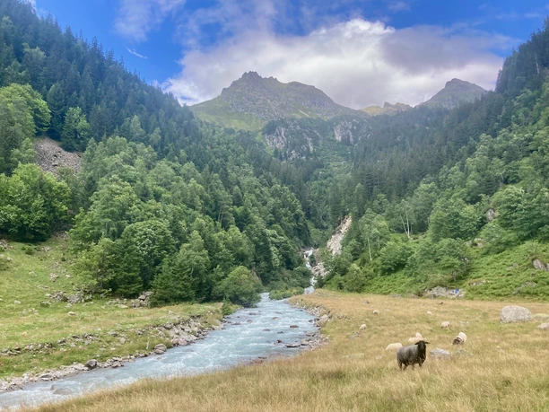 Schafe auf der kleinen Weide bei Wyssemad.