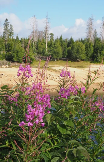 Rund um den Oderteich