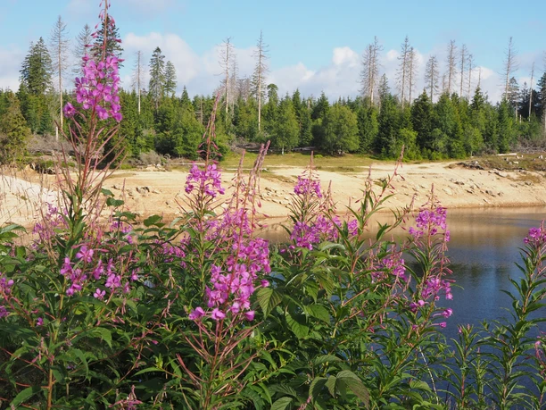 All around the Oderteich