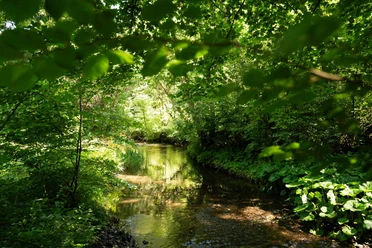Forest with river course near Meisdorf