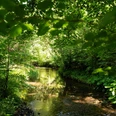 Wald mit Flusslauf bei Meisdorf
