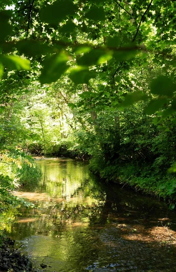 Wald mit Flusslauf bei Meisdorf
