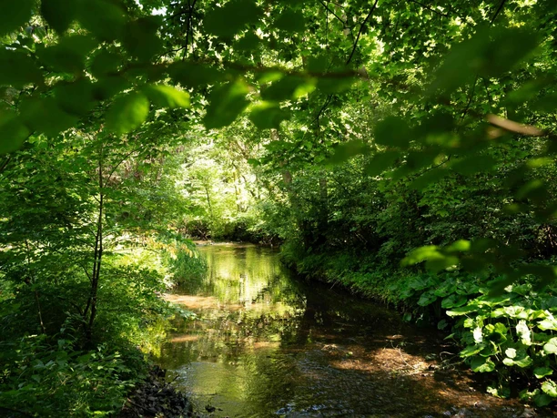 Forest with river course near Meisdorf