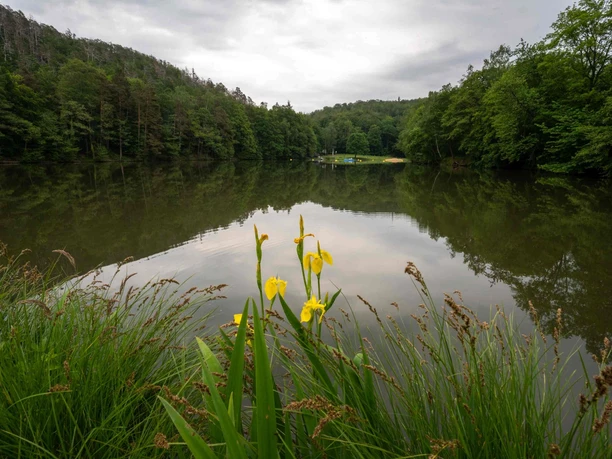 Pond near Gernrode