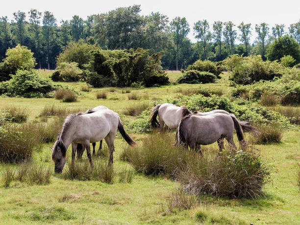 Wacholderhain Haselünne