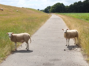 Schafe am Emsdeich in den Emsauen