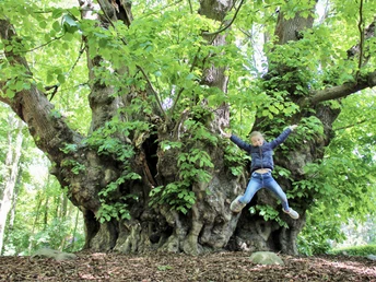 1.000jährige Linde in Heede ©Naturpark Moor-Veenland (3).JPEG