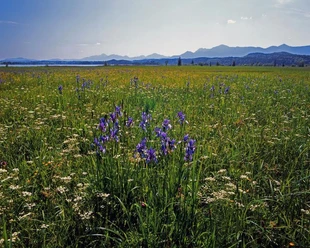 Iris_Blumenwiese_Staffelsee_bei_Uffing_(c)Rosi
