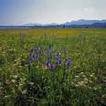Iris_Blumenwiese_Staffelsee_bei_Uffing_(c)Rosi