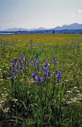 Iris_Blumenwiese_Staffelsee_bei_Uffing_(c)Rosi