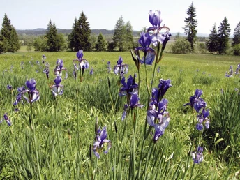 Moos_IMG_3993_(c)Irmtraud