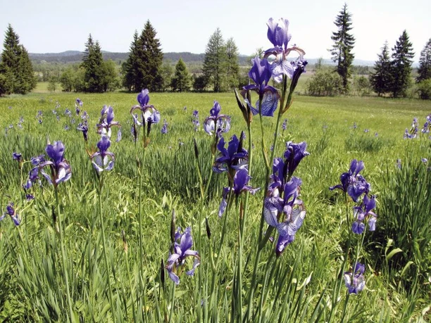 Moos_IMG_3993_(c)Irmtraud