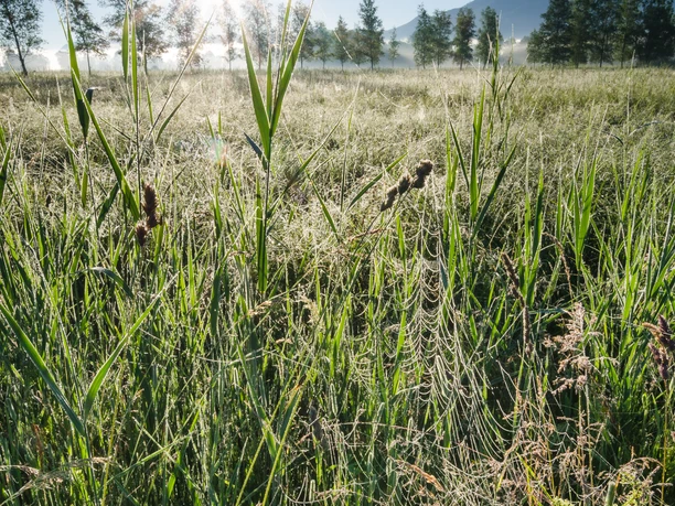 Kocheler Moos bei Gro+Æ’weil - Simon Bauer