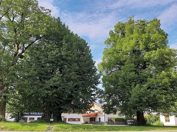 1.000 jährige Linde, Högling