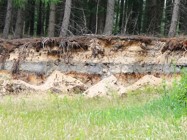 Bodenprofil eines Podsols