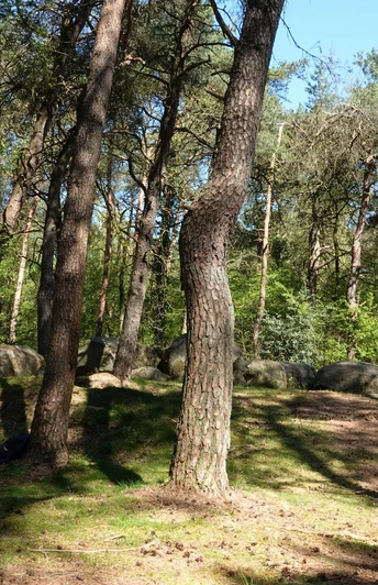 Großsteingrab im Großen Sande