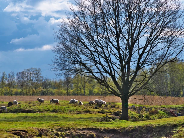 Leegmoor bei Surwold