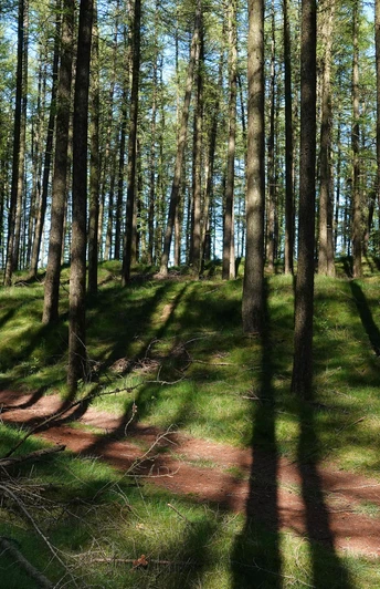 Wanderung durch die Loruper Osterntannen