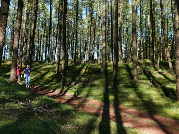 Wanderung durch die Loruper Osterntannen