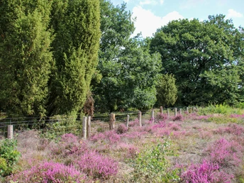Wacholderhain Börger