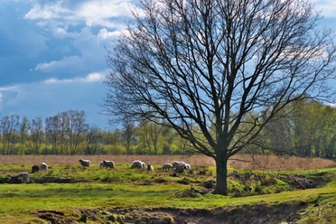 Leegmoor bei Surwold