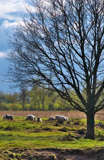 Leegmoor bei Surwold