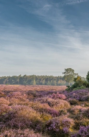 Wacholderhain Wachendorf