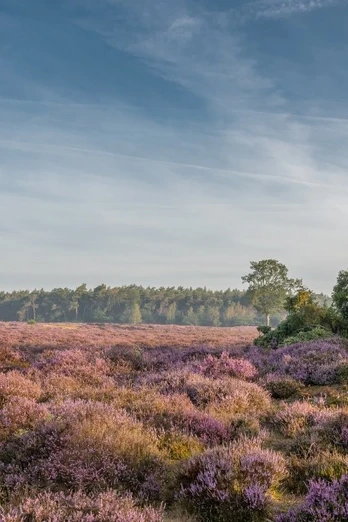 Wacholderhain Wachendorf