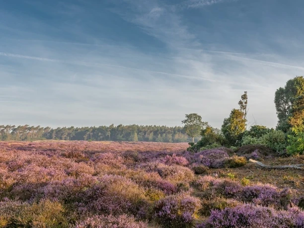 Wacholderhain Wachendorf