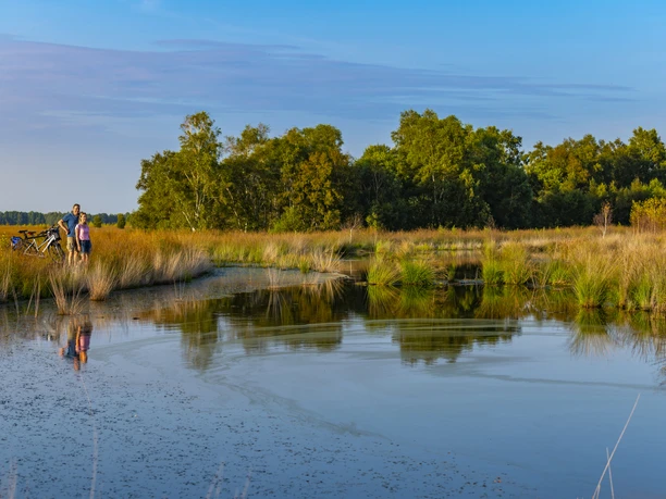 Heideblüte im Dalum-Wietmarscher Moor
