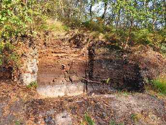 Hochmoorprofil am Geestmoor