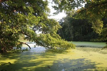 Emsaltwasser Nähe Mehringer Heide
