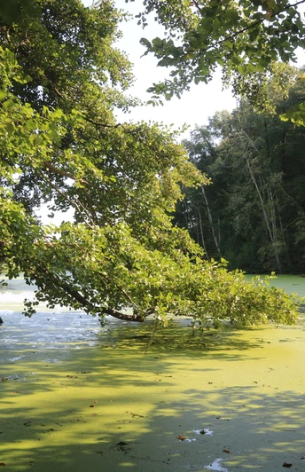 Emsaltwasser Nähe Mehringer Heide