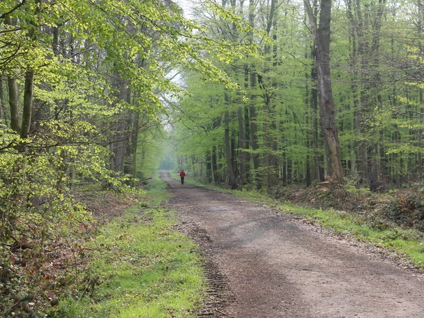 Walderlebnispfad Stoverner Wald in Salzbergen