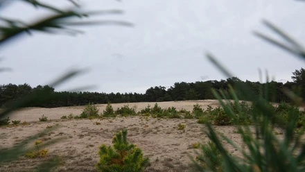 Lohner Sand